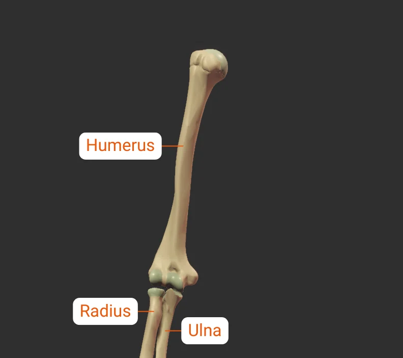 Distal - anterior - isolated